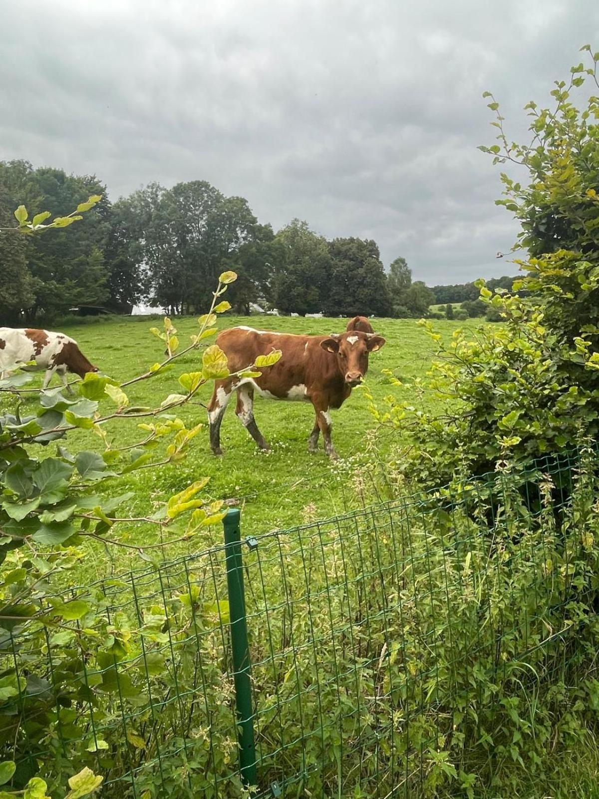 Le Gite Du Vieux Chene Bertogne Luaran gambar